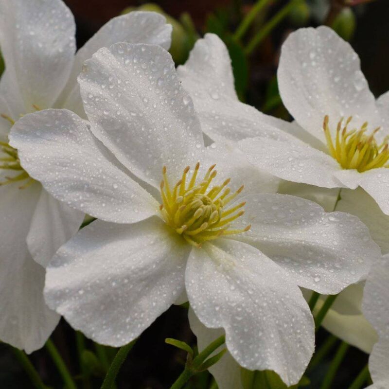 Clematis cartmannii 'Joe' 125-150 cm